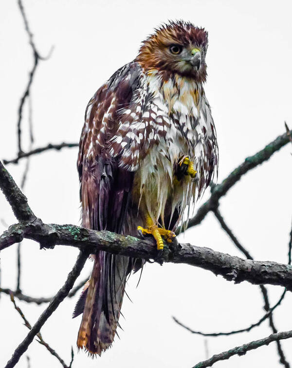 Alert Poster featuring the photograph Red-Tailed Hawk #36 by Brian Stevens