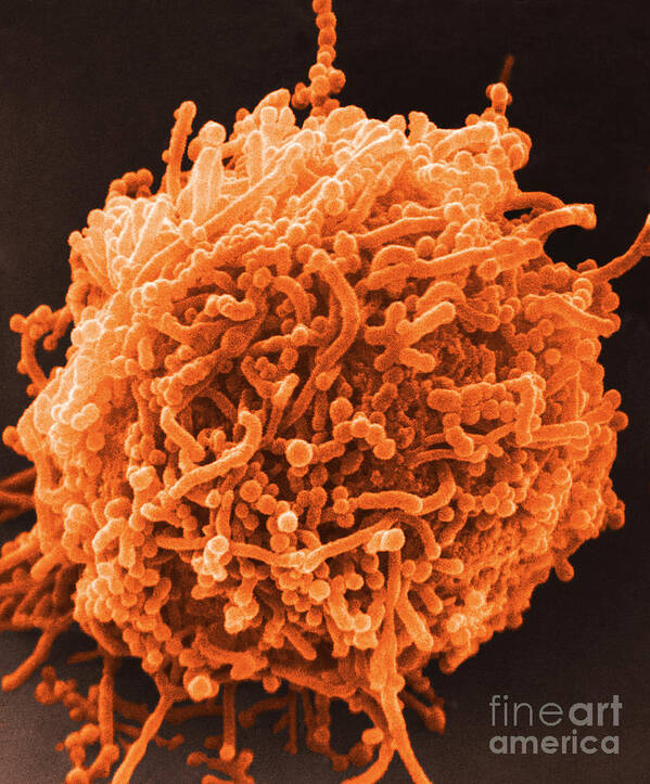Bacterial Poster featuring the photograph SEM of Mycoplasma Bacteria by David M Phillips