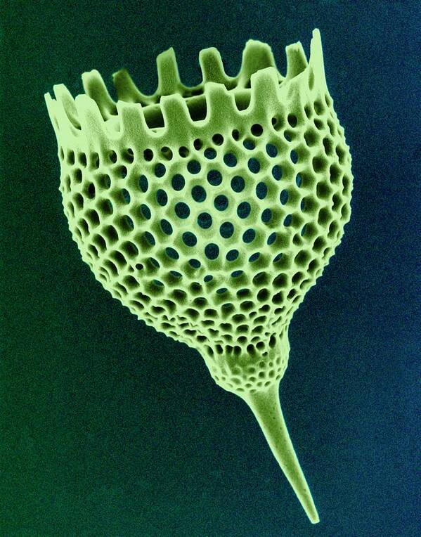 Aquatic Poster featuring the photograph Radiolarian Test #5 by Dennis Kunkel Microscopy/science Photo Library