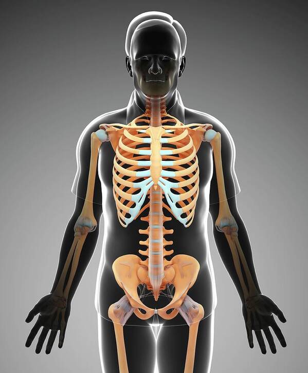 Artwork Poster featuring the photograph Male Skeletal System #6 by Pixologicstudio/science Photo Library