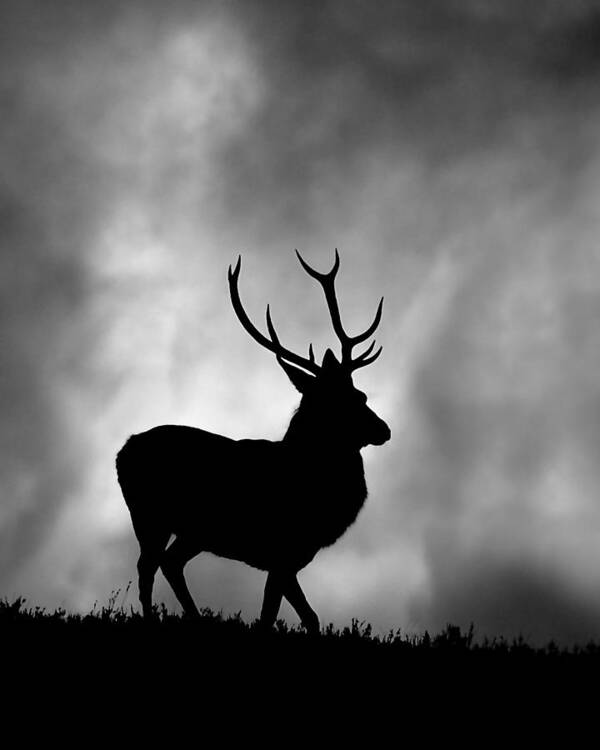 Stag Silhouette Poster featuring the photograph Stag silhouette #6 by Gavin Macrae