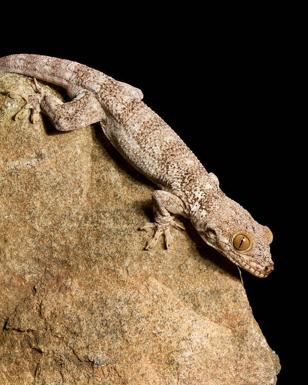 Animal Poster featuring the photograph Crocodile Gecko Tarentola Mauritanica #9 by David Kenny