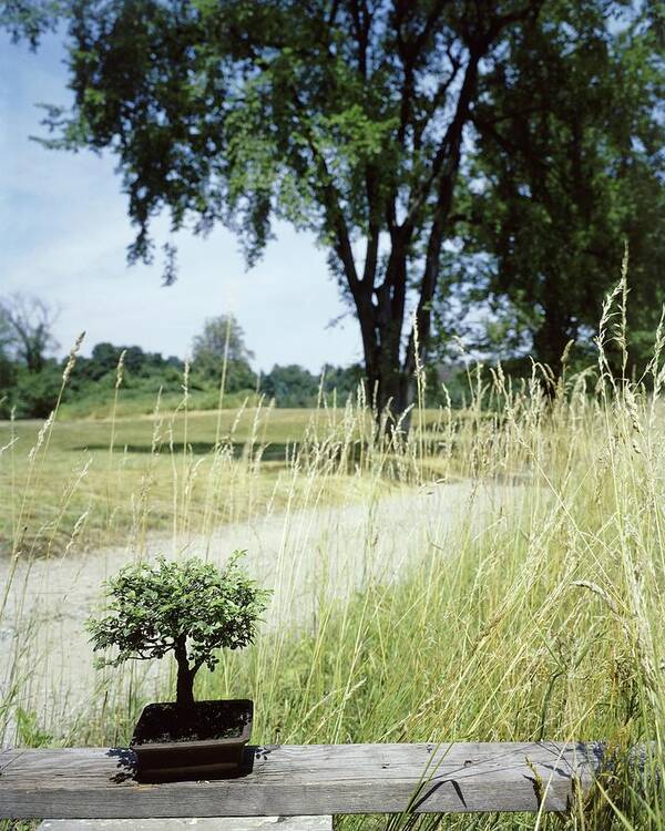 Plants Poster featuring the photograph A Bonsai Tree In A Hayfield by Pedro E. Guerrero