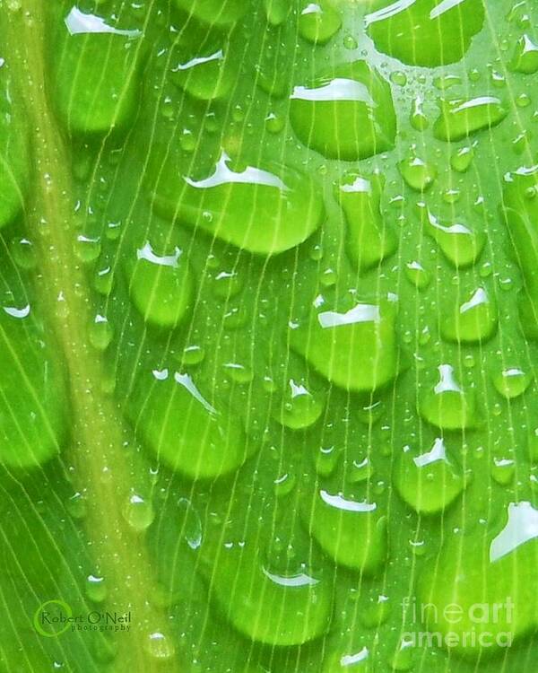 Plant Poster featuring the photograph A Cleansing Morning Rain by Robert ONeil