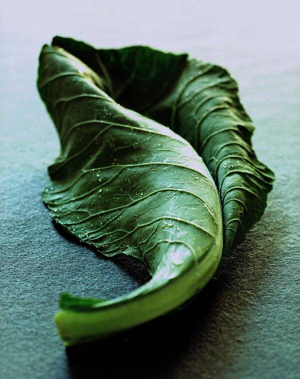 Nobody Poster featuring the photograph A Collard Leaf by Romulo Yanes