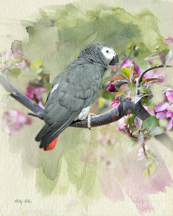 African Gray Parrot Poster featuring the photograph African Gray Among the Blossoms by Betty LaRue