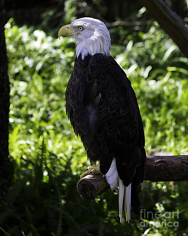 Eagle Poster featuring the photograph American Symbol two by Ken Frischkorn
