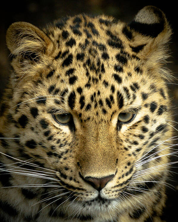 Animal Poster featuring the photograph Amur Leopard by Chris Boulton