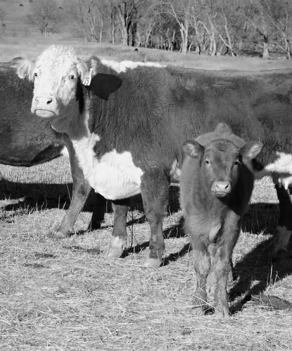 Animal Poster featuring the photograph Animals Cows The Curious Calf black and white photography by Ann Powell