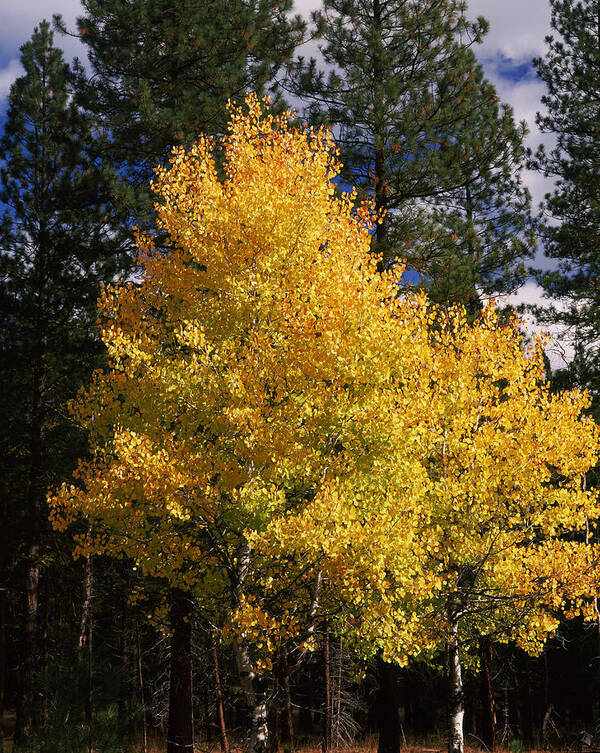 Photography Poster featuring the photograph Aspen And Ponderosa Pine Trees by Panoramic Images