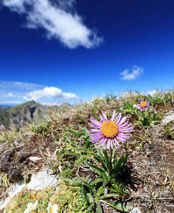 Alpine Poster featuring the photograph Aster Alpinus by Antonio Scarpi