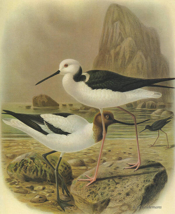 Australian Avocet Poster featuring the painting Australilan Avocet Pied Stilt and Black Stilt by Dreyer Wildlife Print Collections 