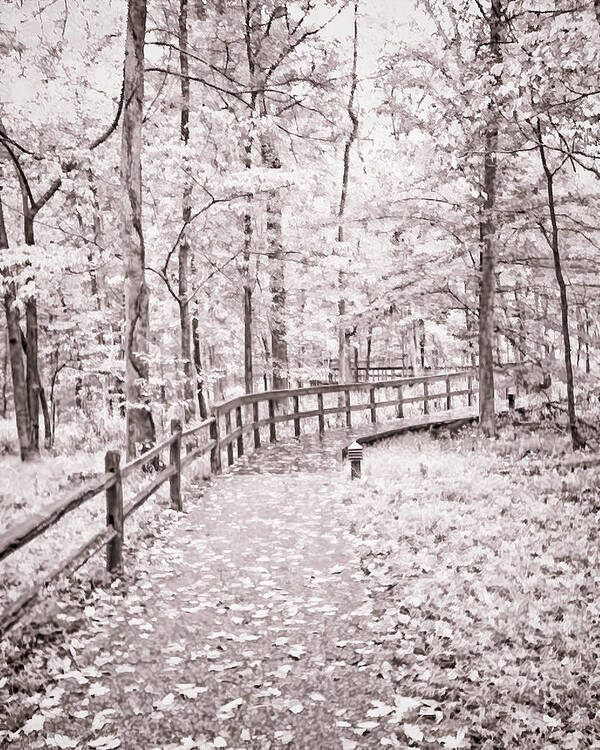 Autumn At Mammoth Cave National Park B/w Poster featuring the photograph Autumn at Mammoth Cave National Park b/w by Greg Jackson