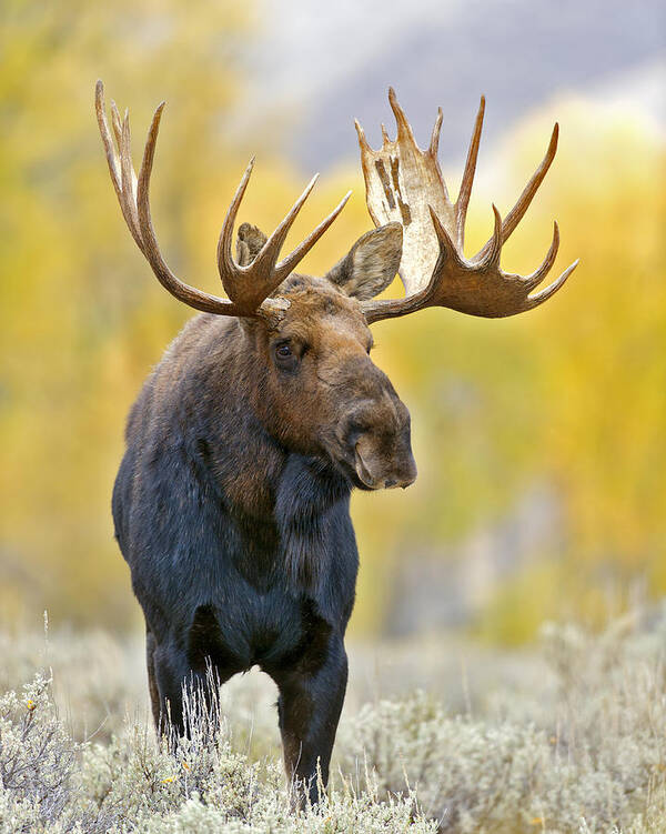Autumn Poster featuring the photograph Autumn Bull Moose by Gary Langley