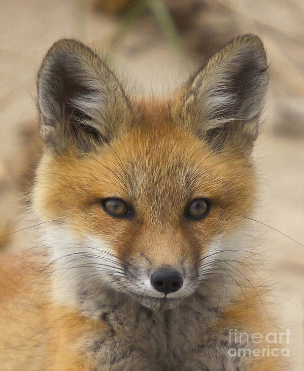 Fox Poster featuring the photograph Baby Fox by Amazing Jules