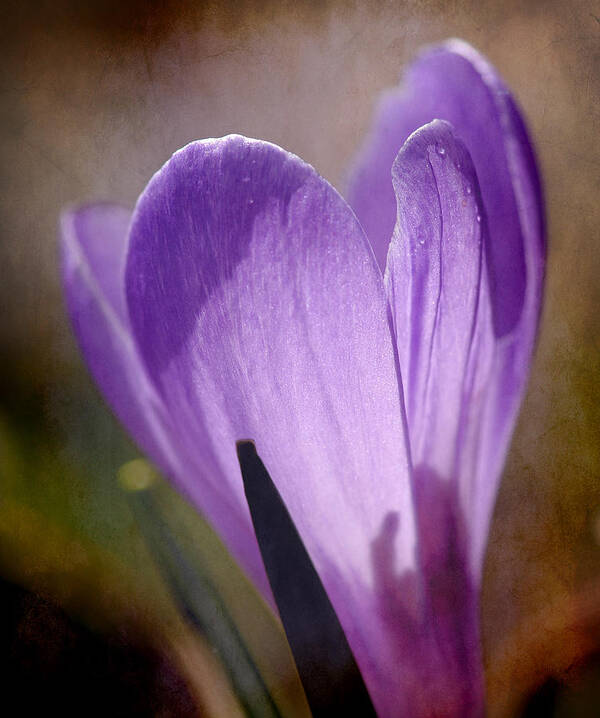 Crocus Poster featuring the photograph Backlit Crocus by Liz Mackney