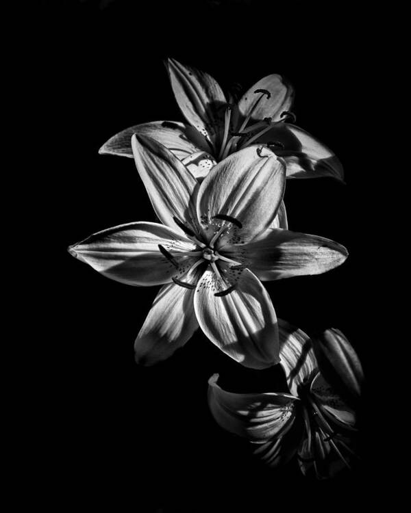 Abstract Poster featuring the photograph Backyard Flowers In Black And White 9 by Brian Carson