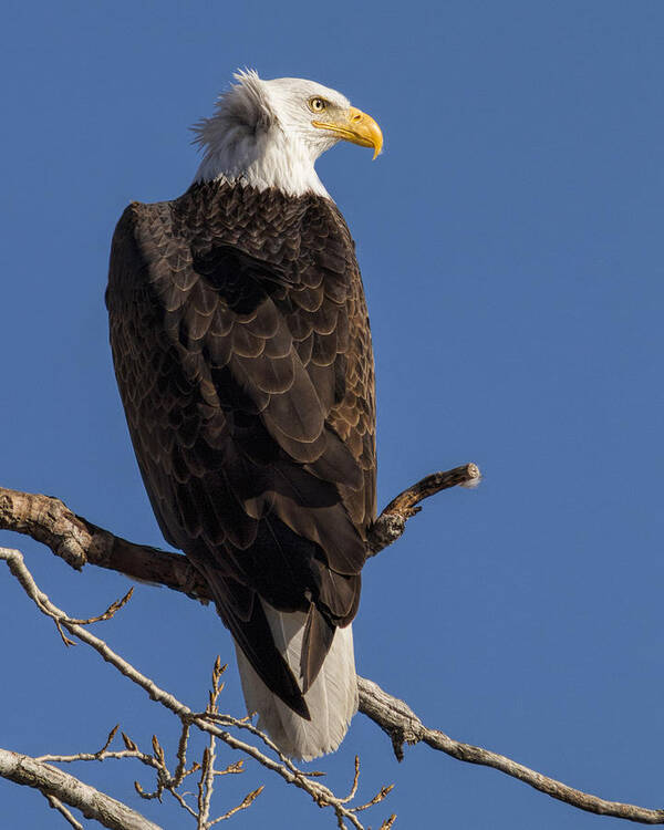 Kansas Poster featuring the photograph Bald Eagle 1 by Rob Graham