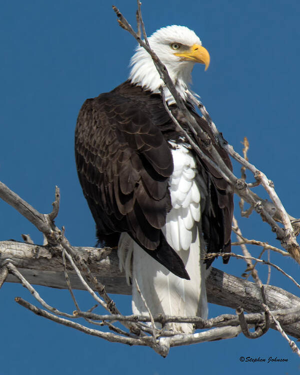 American Bald Eagle Poster featuring the photograph Bald Eagle Putting on the Ritz by Stephen Johnson