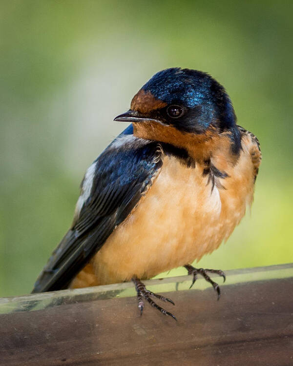 Barn Swallows Poster featuring the photograph Barn Swallow by Ernest Echols