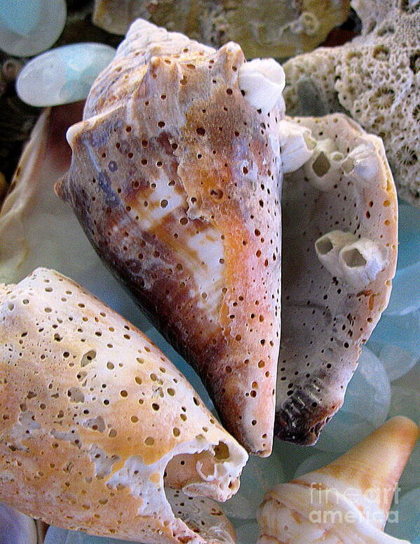 Shells Poster featuring the photograph Barnacles by Colleen Kammerer