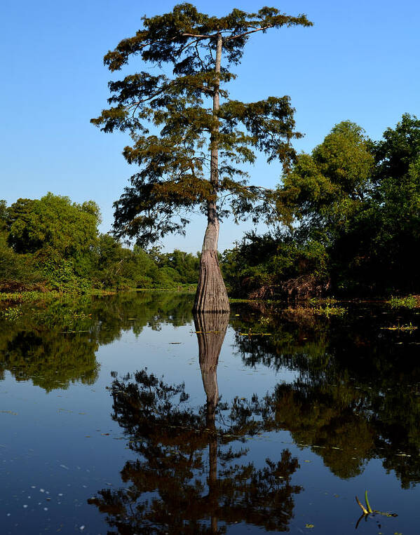 Tree Poster featuring the photograph Southern Louisiana Bayou Reflections by Maggy Marsh