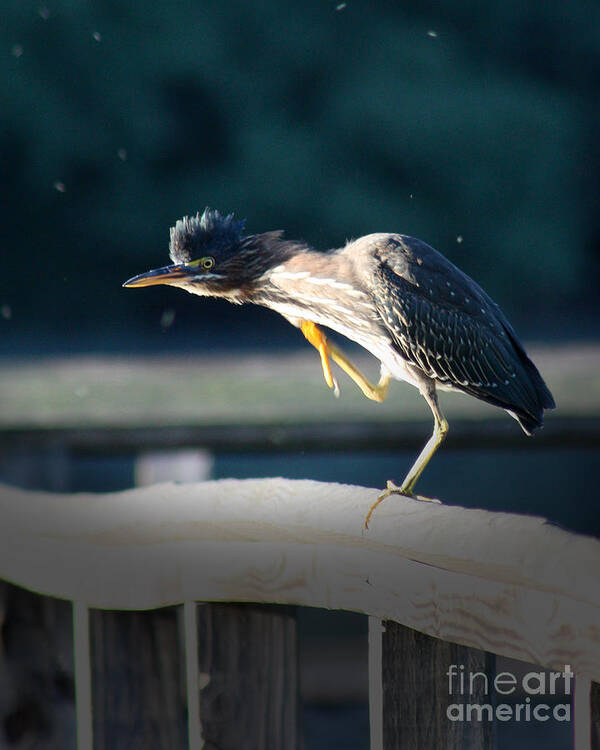 Heron Poster featuring the photograph Beautiful Green Heron by Anita Oakley