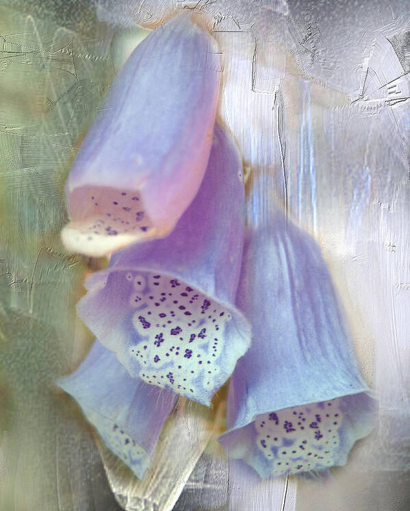 Foxglove Poster featuring the photograph Bells by Davina Nicholas