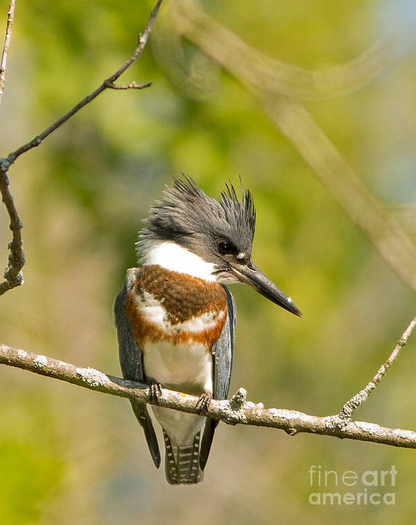 Wisconsin Poster featuring the photograph Belted Kingfisher 2 by Natural Focal Point Photography