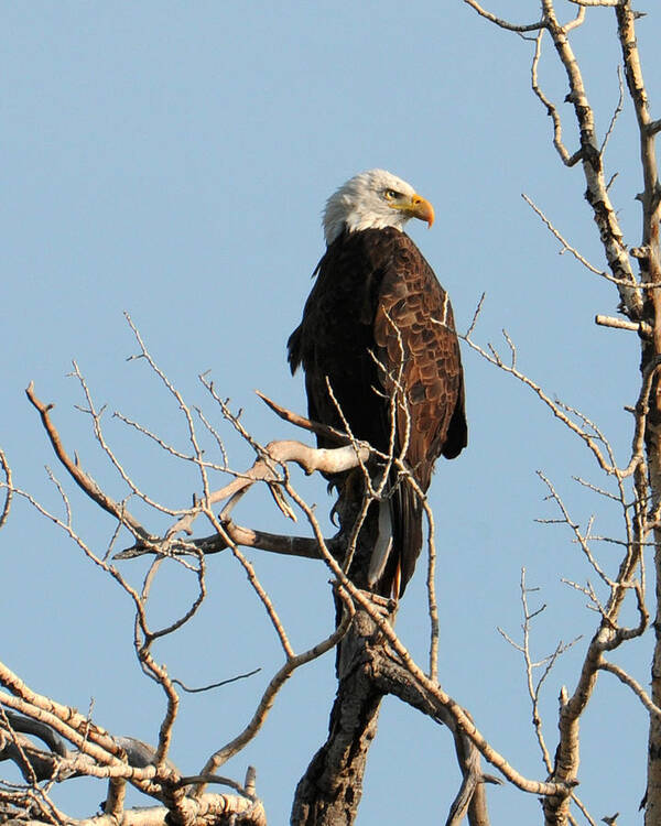 Bald Eagle Poster featuring the photograph Big Horn Bald Eagle by David Armstrong