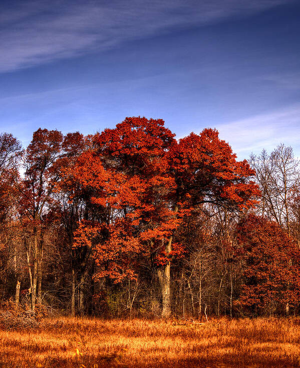 Fall Poster featuring the photograph Big Red by Thomas Young