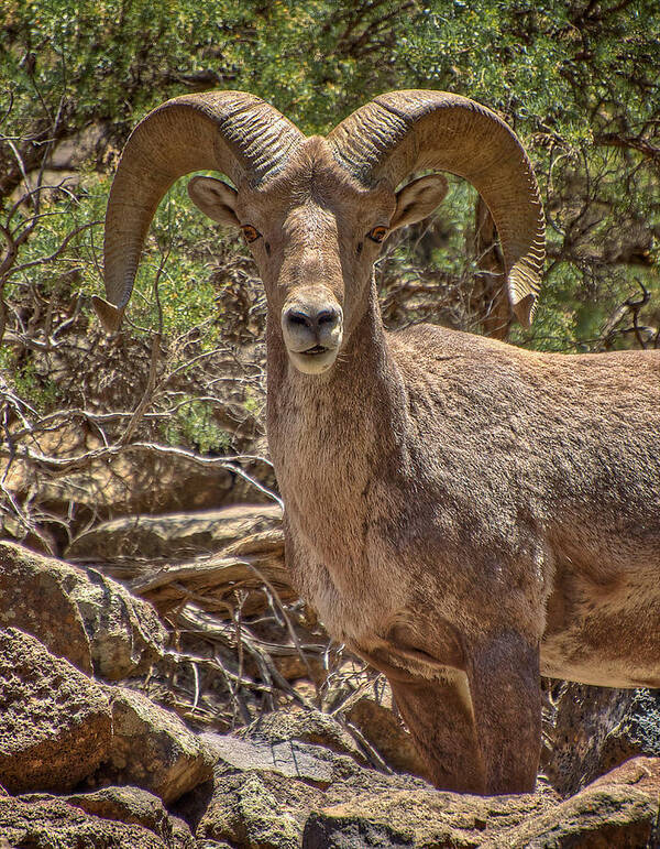 Bighorn Sheep Poster featuring the photograph Bighorn Ram by Britt Runyon