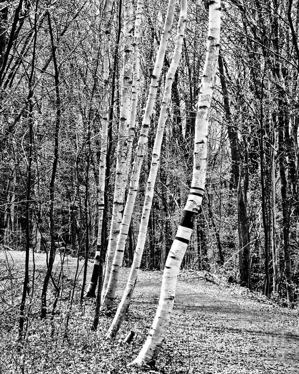 And Poster featuring the photograph Birch Sentinels by Kristen Fox
