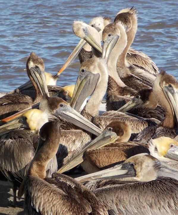 Pelicans Poster featuring the photograph Birds of a Feather by John Glass