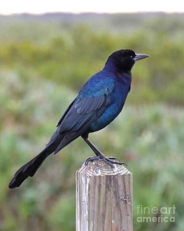 Grackle Poster featuring the photograph Black and Blue by Carol Bradley