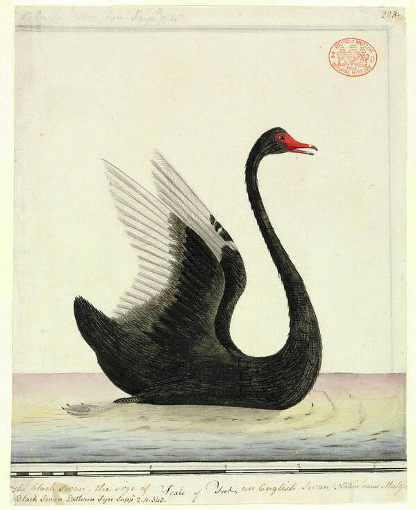 1762-1814 Poster featuring the photograph Black Swan by Natural History Museum, London
