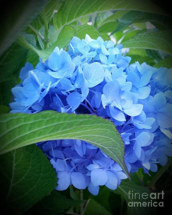 Blue Hydrangea Poster featuring the photograph Blue Hydrangea by Rose Wang