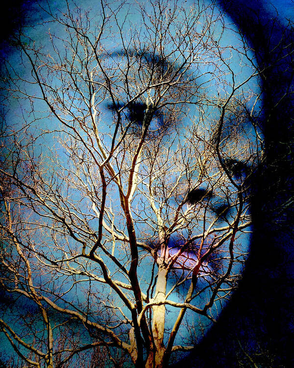 Female Poster featuring the photograph Blue by Jodie Marie Anne Richardson Traugott     aka jm-ART