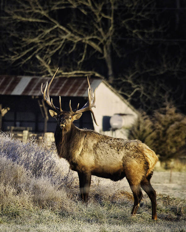 Bull Elk Poster featuring the photograph Boxley Stud Post-Rut by Michael Dougherty