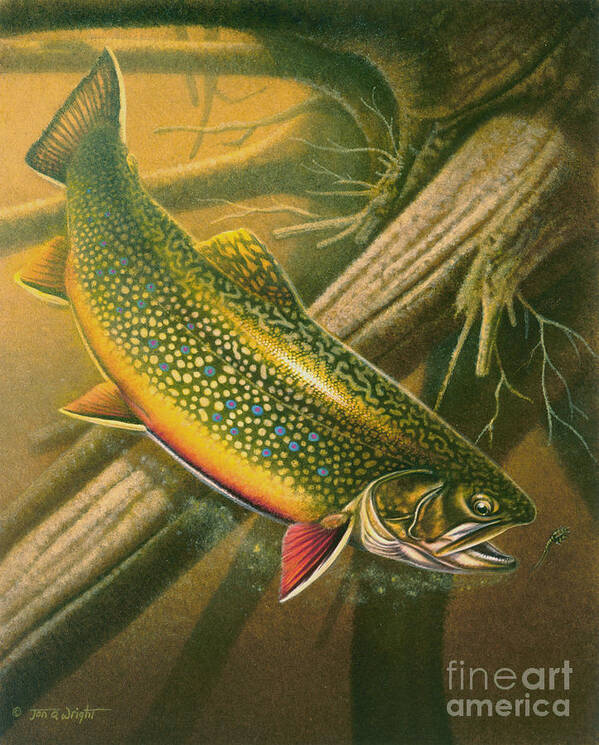 Jon Q Wright Poster featuring the painting Brook Trout Hideaway by JQ Licensing