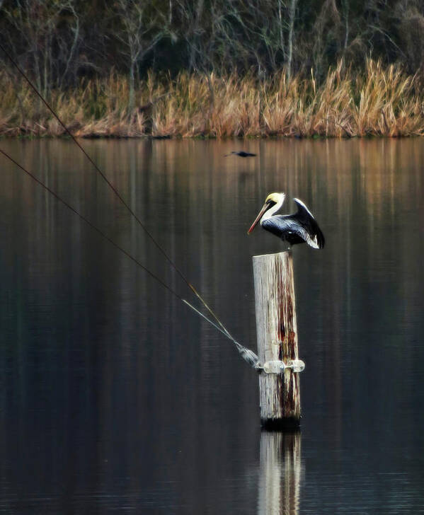 Animals Poster featuring the photograph Brown Pelican Perched by Deborah Smith