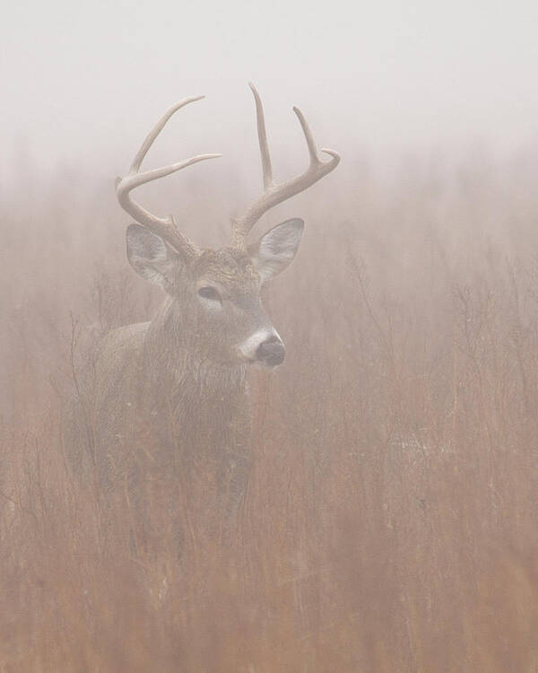 Kansas Poster featuring the photograph Buck in fog by Rob Graham