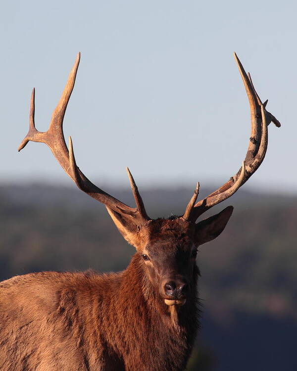 Elk Poster featuring the photograph Bull Elk Portrait by Bruce J Robinson