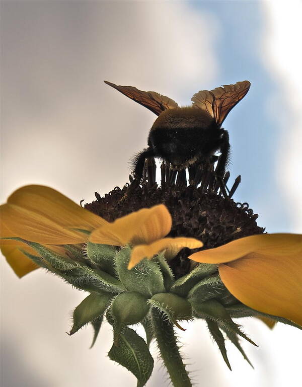 Bee Poster featuring the photograph Bumblebee by Kim Pippinger
