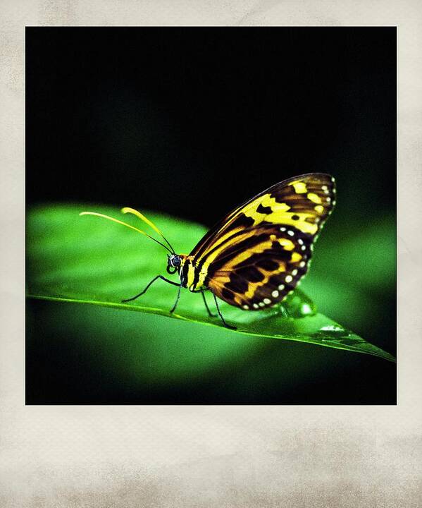 Butterfly Poster featuring the photograph Butterfly Two Polaroid by Bradley R Youngberg