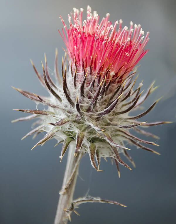 Wildflowers Poster featuring the photograph California Thistle by Georgette Grossman