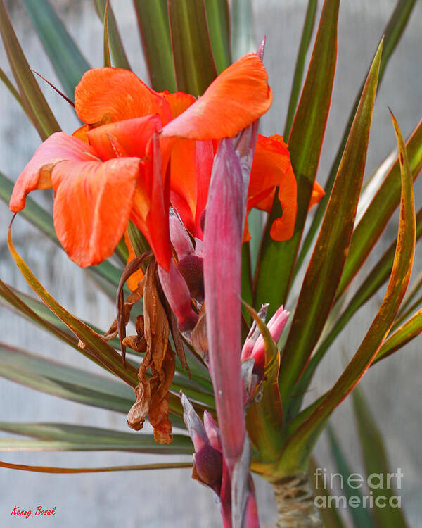 Canna Poster featuring the photograph Orange Canna Lily - Birth Maturity and Death by Kenny Bosak