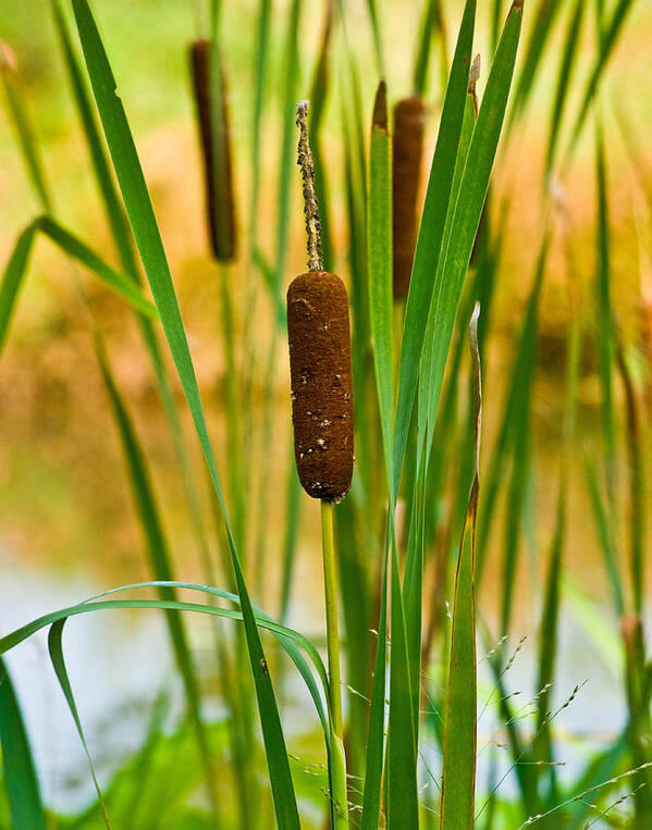 Plant Life Poster featuring the photograph Cattail Pla 376 by Gordon Sarti