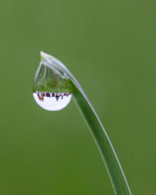 Grass Poster featuring the photograph Cemetery Dew by Barbara Friedman