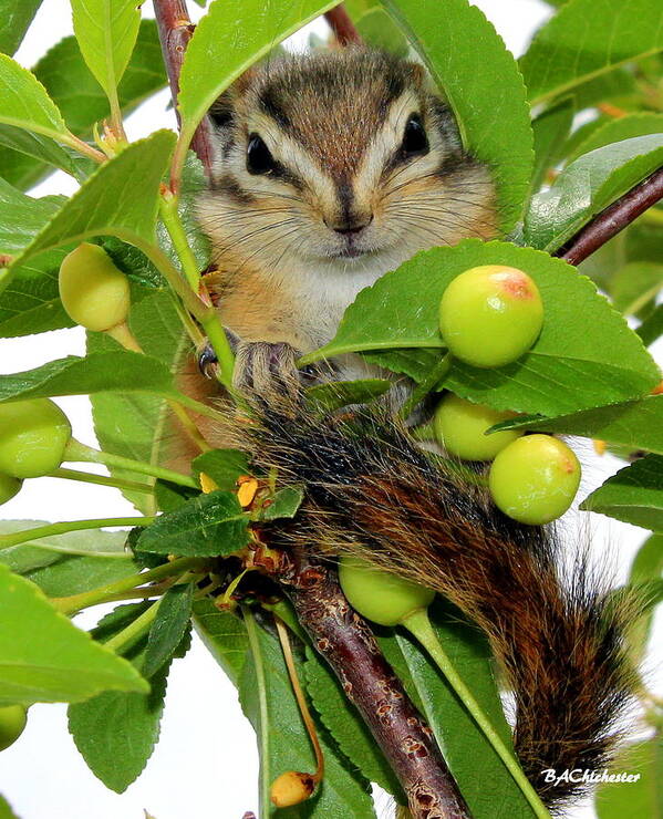 Baby Chipmunk Poster featuring the photograph Chip or Dale by Barbara Chichester